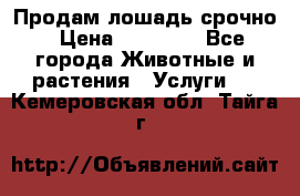 Продам лошадь срочно › Цена ­ 30 000 - Все города Животные и растения » Услуги   . Кемеровская обл.,Тайга г.